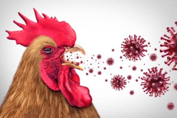 First Human Bird Flu Death: Can it spread from human to human? |