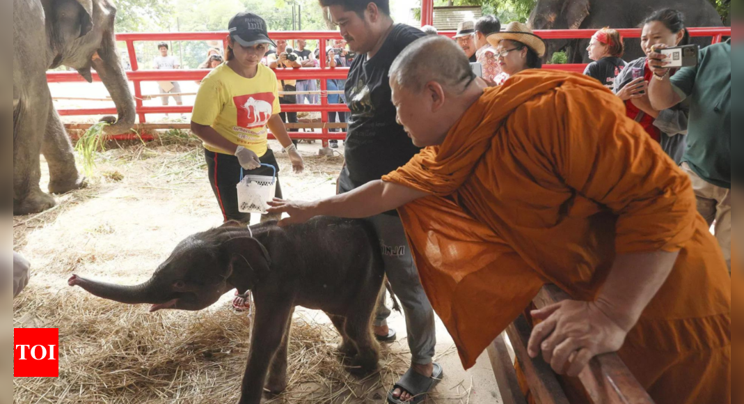 'Miracle': Rare male-female twin elephants born in Thailand