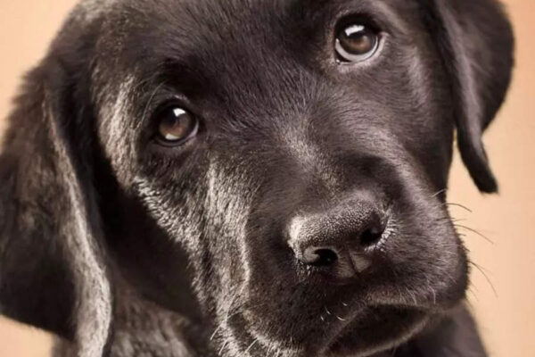 10 cute names for black-coloured pet dogs