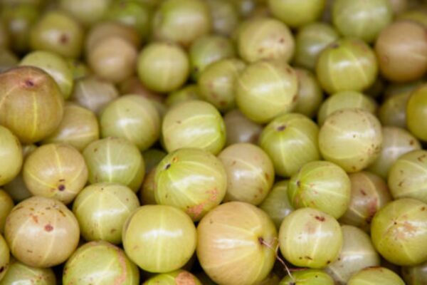 Decoding amla: Nutrients present in Indian gooseberry that makes it a superfood